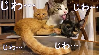 ジワジワ来る猫動画