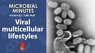 How does a virus live a multicellular lifestyle? - Microbial Minutes screenshot 1