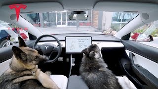 Tesla – Introducing Dog Mode