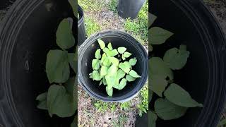 Mini -Vegetable Garden In Florida Usa
