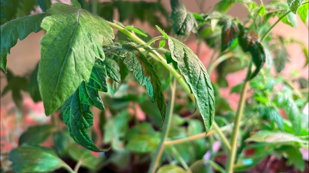 Don’t How to garden and harden off tomato transplants for