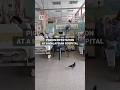 Pigeons steal hospital food amid infestation in Malaysia