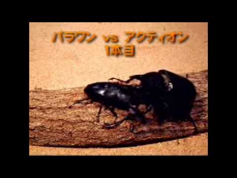 Beetle fight