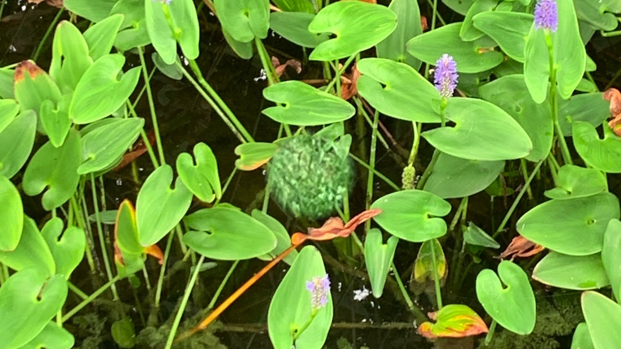 A Walk at Congers Lake