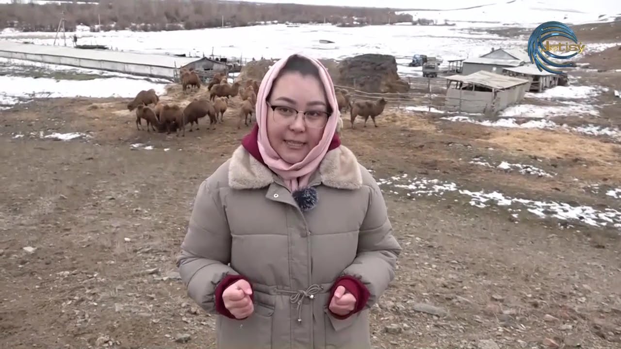 ТҮЙЕ БАҚҚАН МИЛЛИОНЕР / АГРО АЙМАҚ / 29.01.2025