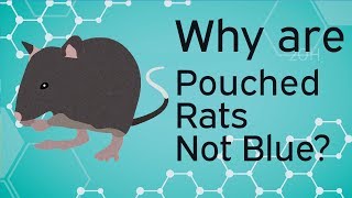 Basics of Rat Genetics - Why are Pouched Rats not 'Fancy Rat' Colours