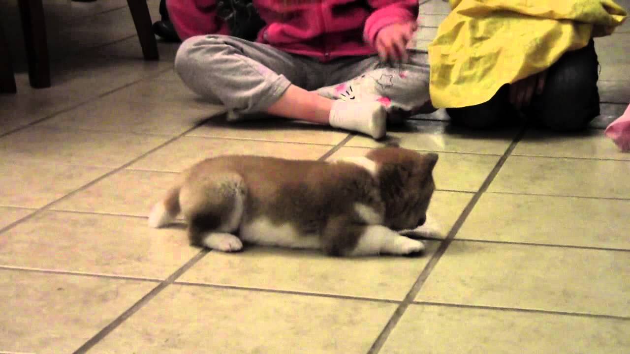 Shiba Inu Puppies For Sale 2012 Iowa Puppies Youtube