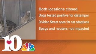 YWAC temporarily closes Division Street location after identifying more distemper cases