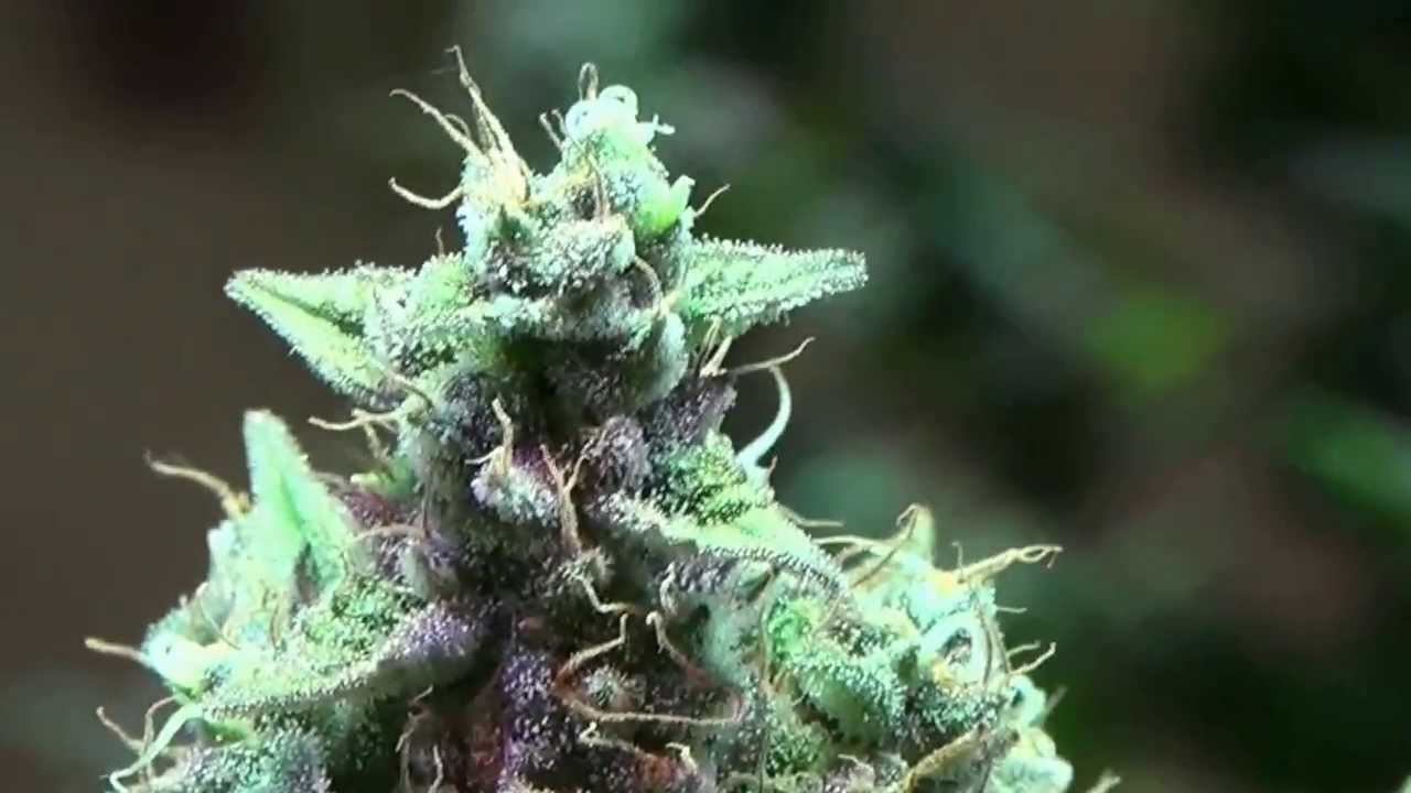 Kushington farms uses Lush LED Lighting grows Amazing Grace