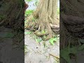 Best Net Fishing Video #shortsviral