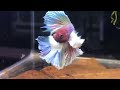 Middle of video