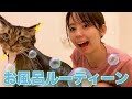 【お風呂ルーティーン】愛猫をお風呂に入れたら可愛すぎました、、、