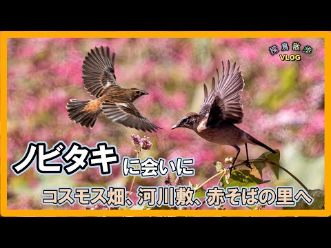 探鳥散歩 VLOG】ノビタキに会いにコスモス畑～高麗川河川敷～赤そばの