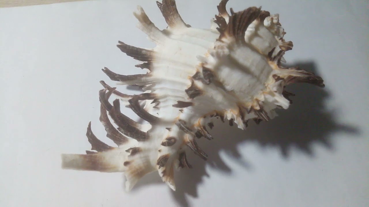 красивая ракушка обсор мурекс 🐚