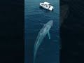 Capture de la vidéo "Majestic Blue Whales: Giants Of The Ocean"