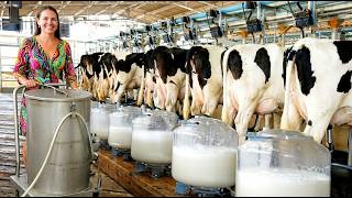 Inside a MEGA Dairy Farm The Incredible Milking Process