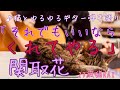 【それでもいいならくれてやる】関取花 ゆるゆる弾き語りカバー ねことともに
