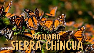 Sierra Chincua, Descubre cómo es visitar el Santuario de la Mariposa Monarca ¡Una Experiencia ÚNICA!