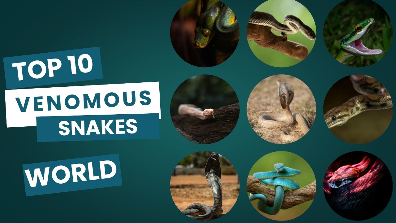 10 Most Venomous Snakes in the World 2025