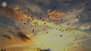 birds sky video ff jutt baba