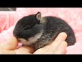 人への毛づくろいが止まらない赤ちゃんうさぎ