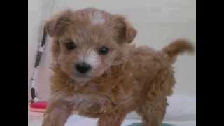 ミックス犬専門　ペットショップＡ－ワン　20130514　マルプーの女の子2
