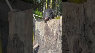 Epic Monkey Poop at San Diego Zoo