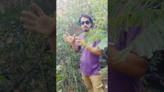 kumkat ke phal ki garuth(کمکاٹ کے پودے کی گھروتھ(