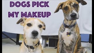 Dogs Pick My Makeup Challenge! | Stephanie Ashcroft