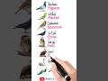 Birds Name أسماء الطيور المختلفة Arabic English Learnarabicandenglish Arabiclanguage Learn