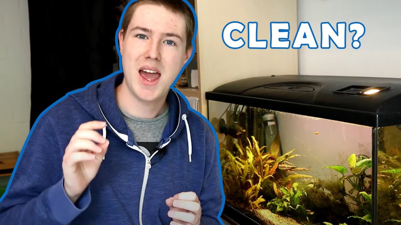Do Plants ACTUALLY Clean Your Aquarium Water?? YouTube