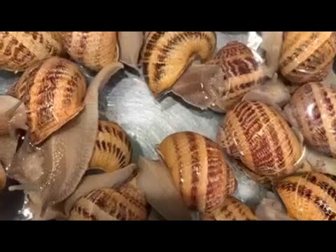 حساء الحلزون دواء للبرد