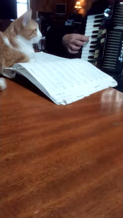 orange cat likes accordion polka