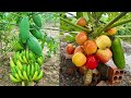 How to grow papaya tree in apples to get more fruit in the short term  grafting papaya tree