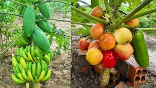 How to grow papaya tree in apples to get more fruit. In the short term | Grafting papaya tree