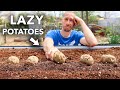 The lazy way to grow tons of potatoes