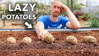 the lazy way to grow tons of potatoes...