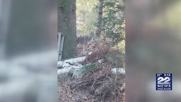 How to keep your pets safe from coyotes