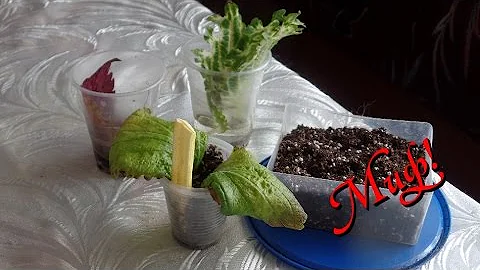 Колеус из листа это МИФ!