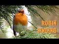 ROUGEGORGE chant timide - ROBIN singing