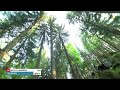 Woc 2021   replay moyenne distance en franais