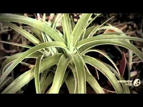 Hechtia - garden plants