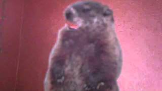 GEICO Woodchuck Ad Parody - Rhetorical Question Series: Do Woodchucks Chuck Wood