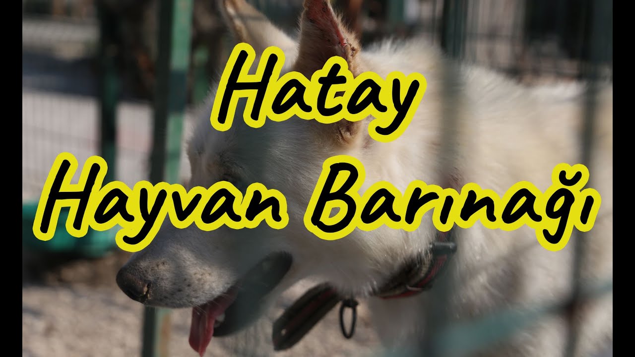 Hatay Hayvan Barinagi Ziyaretcilerini Bekliyor 2020 Youtube