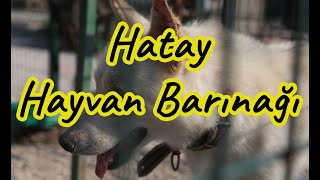 Hatay Hayvan Barınağı Ziyaretçilerini Bekliyor-2020