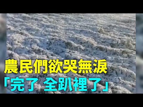 10月14日，黑龙江佳木斯，一场大雪过后水稻大面积倒伏，可能导致颗粒无收