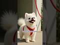 M/V 드디어 산책이야! #강아지 #노래하는강아지 #귀여운 #귀여운강아지 #cute #cutedog #ai #포메라니안 #포메 #cutepets #singing