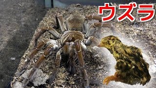 ゴライアスバードイーターにウズラを与えた結果 Youtube ゴライアスバードイーターにウズラを与えた結果 Youtube