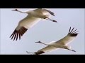   عماد خراسانی عیبم مکن ای دوست