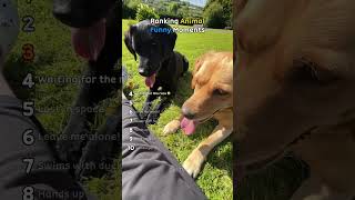 Funny animals #dog #funnydogs